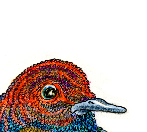 tripping knitbird